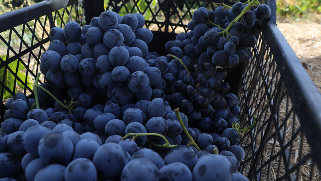 Cimin üzümü: Aroması, kokusu ve az şekerli oluşuyla öne çıkıyor