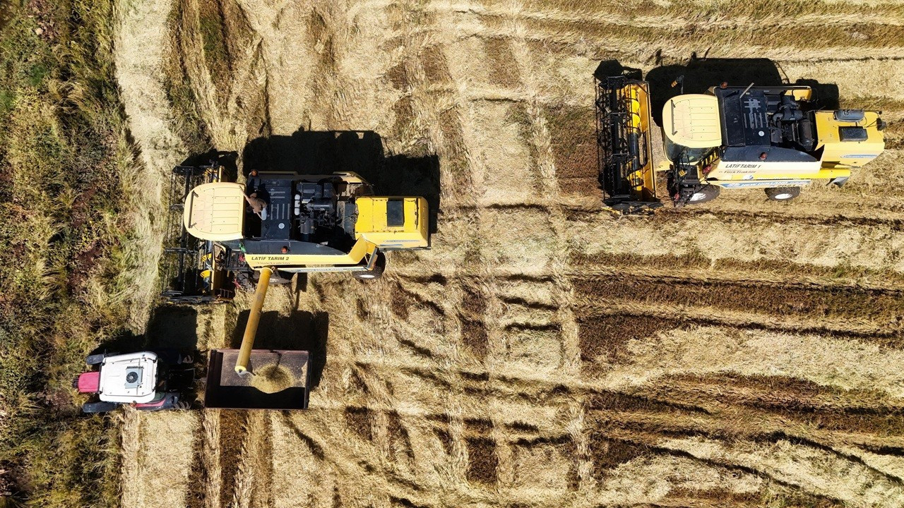 Dönümde 6 milyon lira maliyetli var: Karacadağ pirincinde yüz güldüren hasat Dönümde 6 milyon lira maliyetli var: Karacadağ pirincinde yüz güldüren hasat