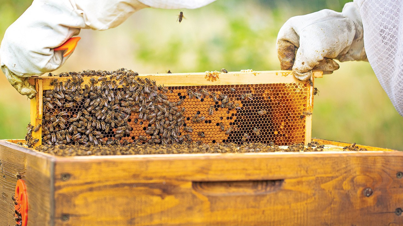 Manisa’da arıcılara yüzde 50 hibeli kovan desteği