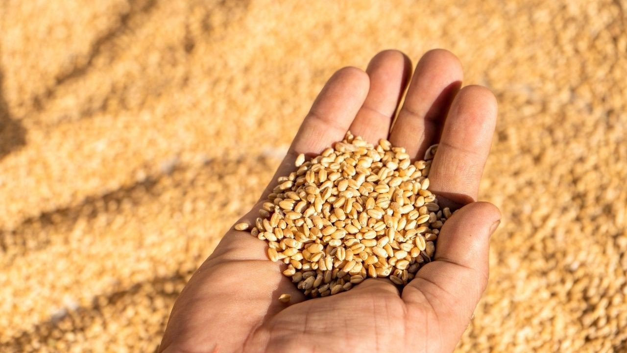 TMO’ya ait buğdaylara haciz uygulandığı iddiası yalanlandı