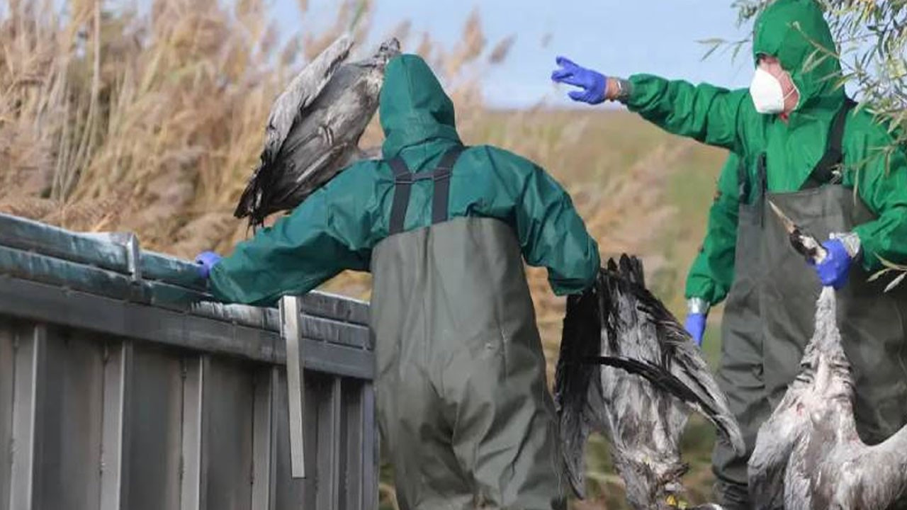 Almanya'da kuş gribi: 400 bin fazla hayvan itlaf edildi