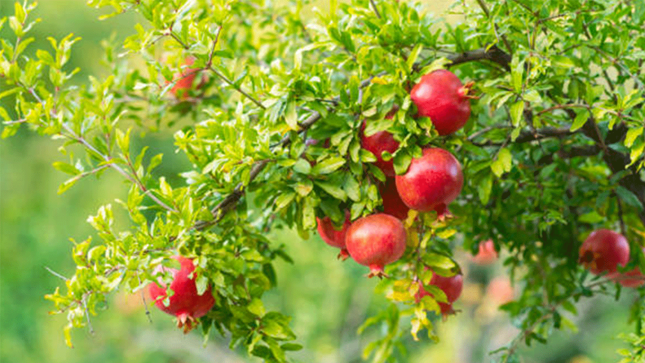 Antalya, nar üretimi ve ihracatında lider konumda!