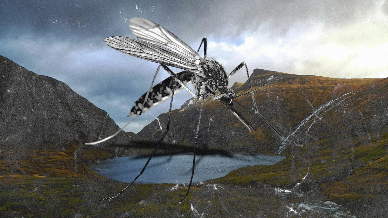 Asla sivrisinek görülmemiş iki yerden biriydi: İzlanda'da ilk kez sivrisinek görüldü Asla sivrisinek görülmemiş iki yerden biriydi: İzlanda'da ilk kez sivrisinek görüldü