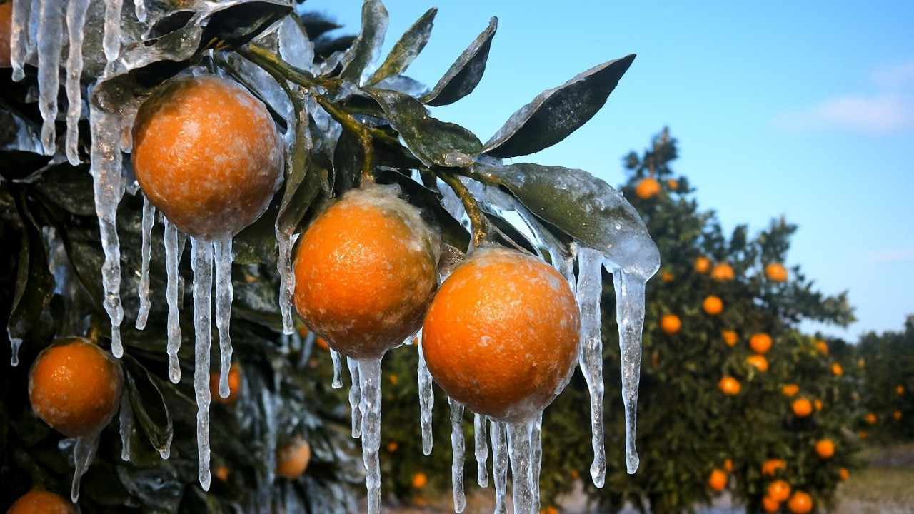 Adana'da zirai don zararı için üreticilere 717 milyon TL ödeme