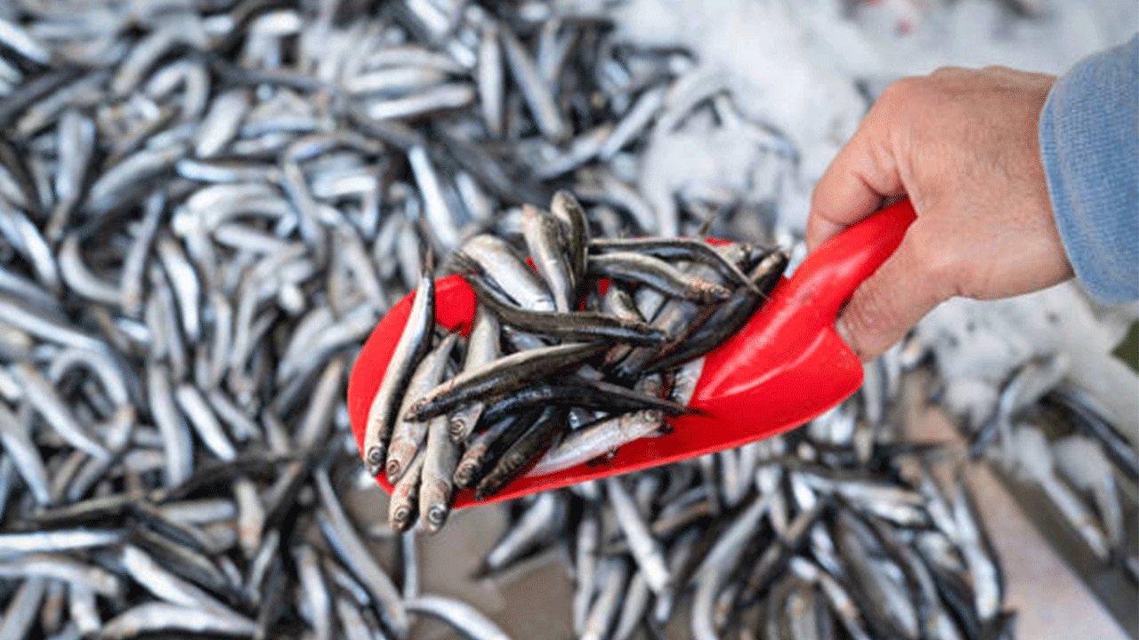 Hamside şok düşüş: Fiyatlar yarı yarıya azaldı