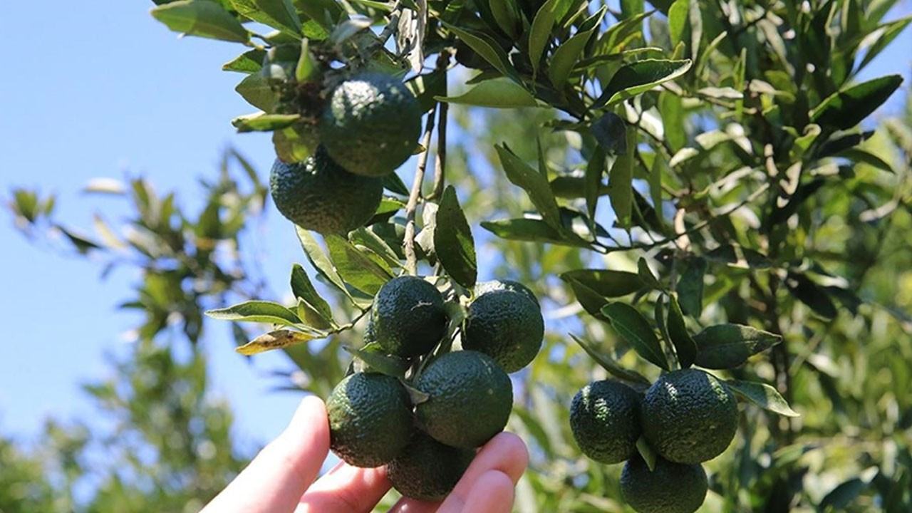 Bodrum mandalinasında rekolte beklentisi yüksek