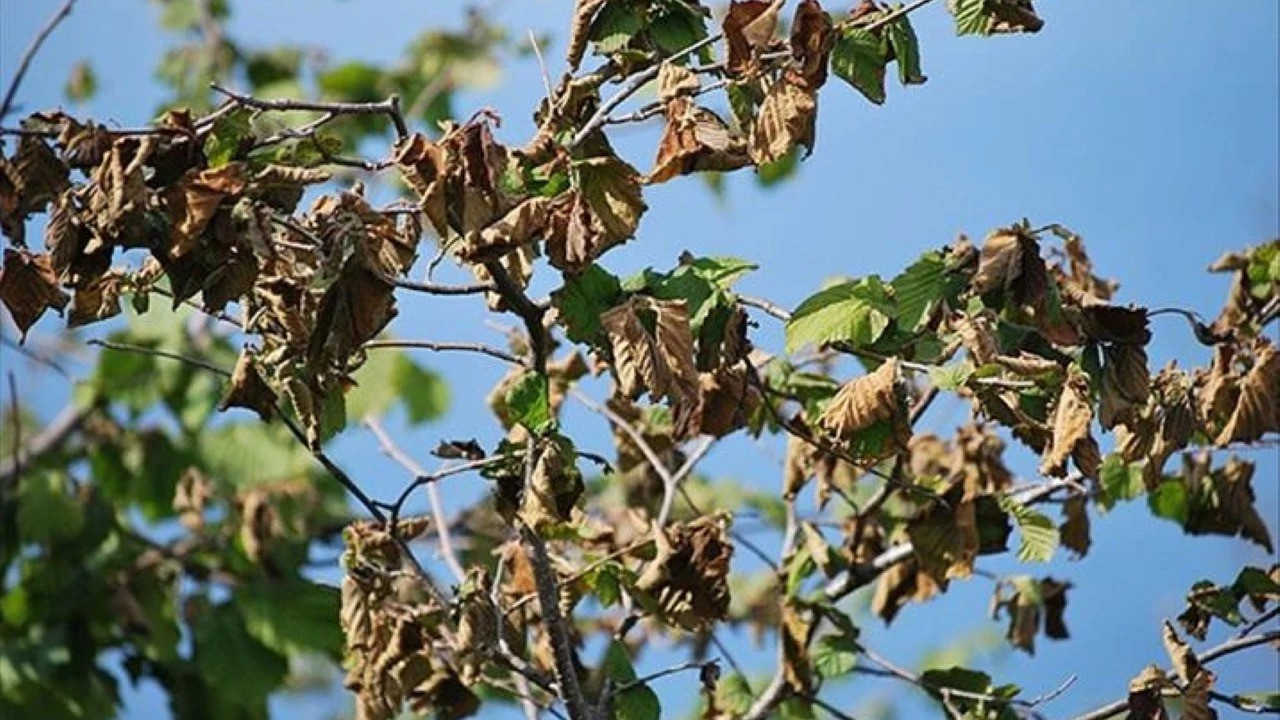 Zirai dondan zarar gören çiftçilere 55 milyon 137 lira ödendi Zirai dondan zarar gören çiftçilere 55 milyon 137 lira ödendi