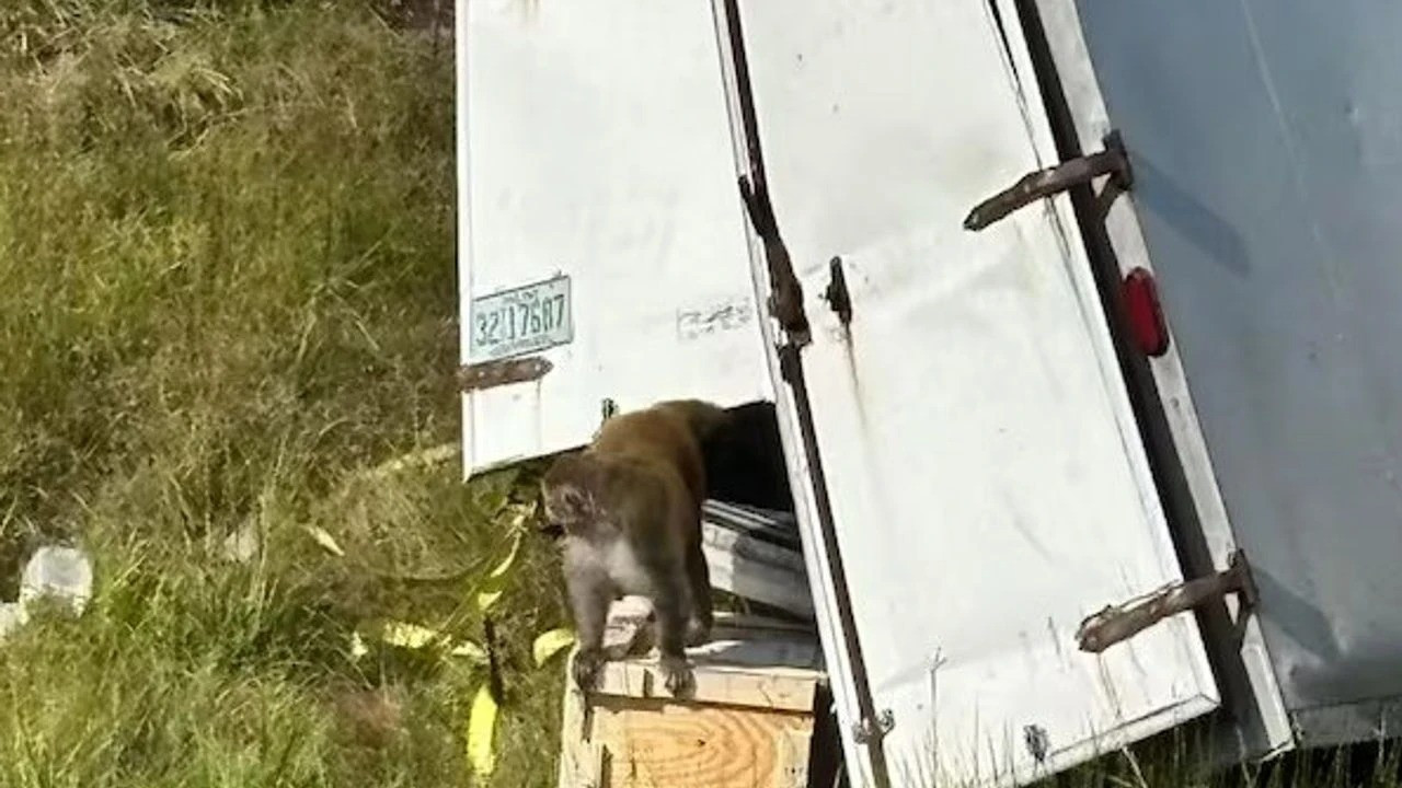 Maymunlar kaçtı, virüs paniği başladı Maymunlar kaçtı, virüs paniği başladı