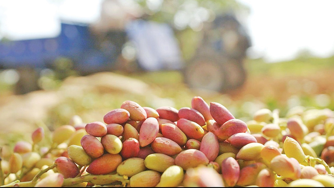 Antep fıstığında rekolte düşüşü ve ithalat izni satışları vurdu