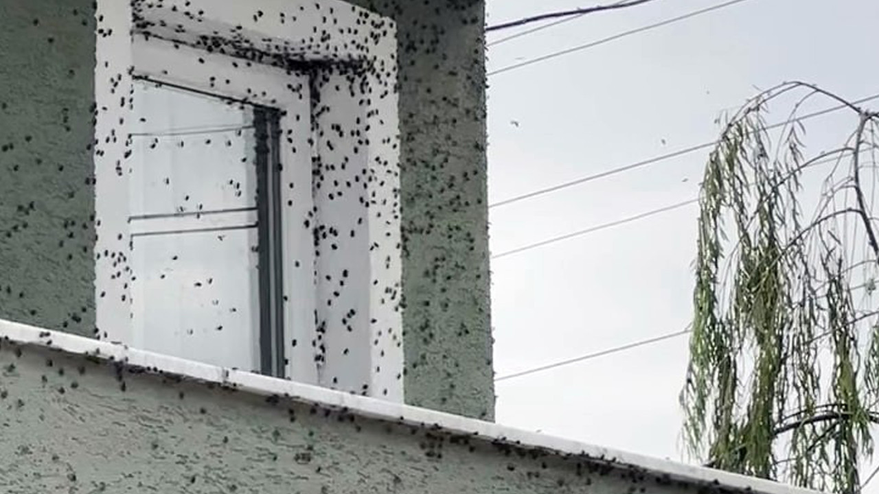 Kokarca kâbusu geri döndü! Saatler içinde bu hale geldi