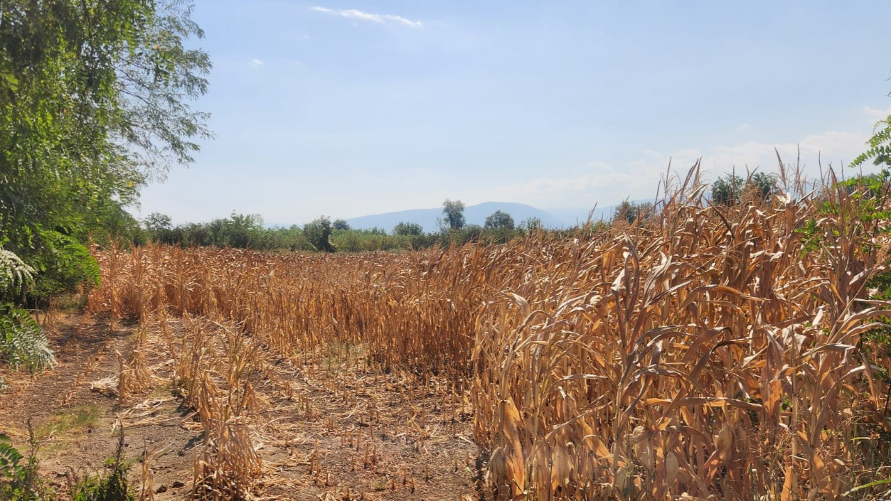 Kuraklık Düzce’de mısır rekoltesini düşürdü Kuraklık Düzce’de mısır rekoltesini düşürdü