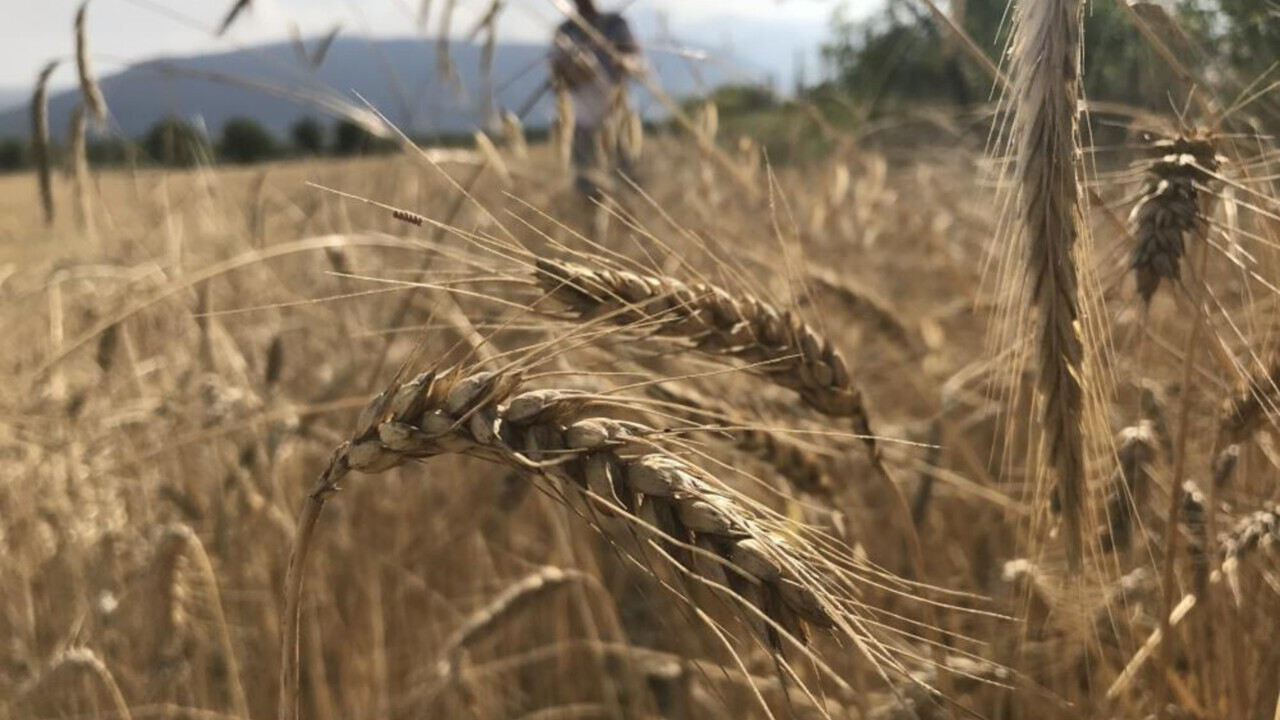 3 milyar tonluk rekor beklentisi 3 milyar tonluk rekor beklentisi