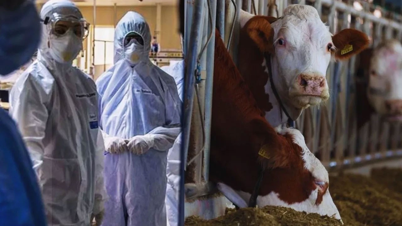 Önce Ankara şimdi Bolu! Bulaşıcı hastalık hızla yayılıyor, tedavisi de yok! Önce Ankara şimdi Bolu! Bulaşıcı hastalık hızla yayılıyor, tedavisi de yok!