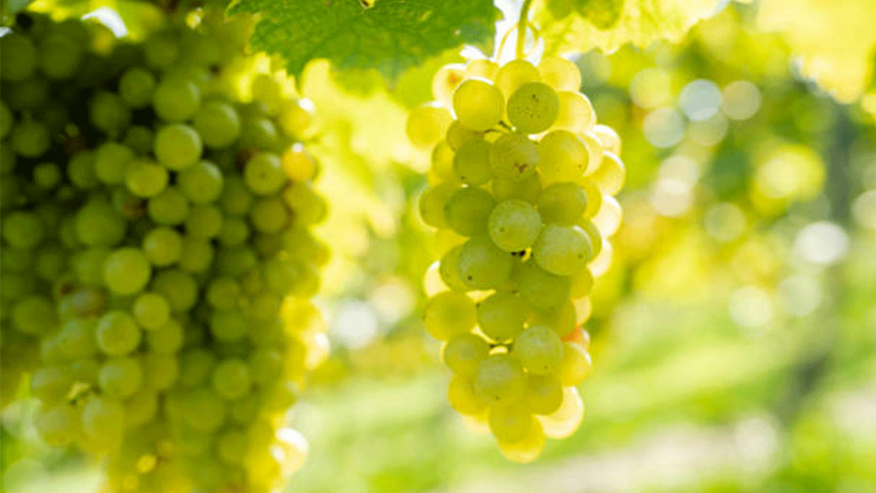 Üzüm fiyatlarındaki gerileme üreticileri endişelendirdi