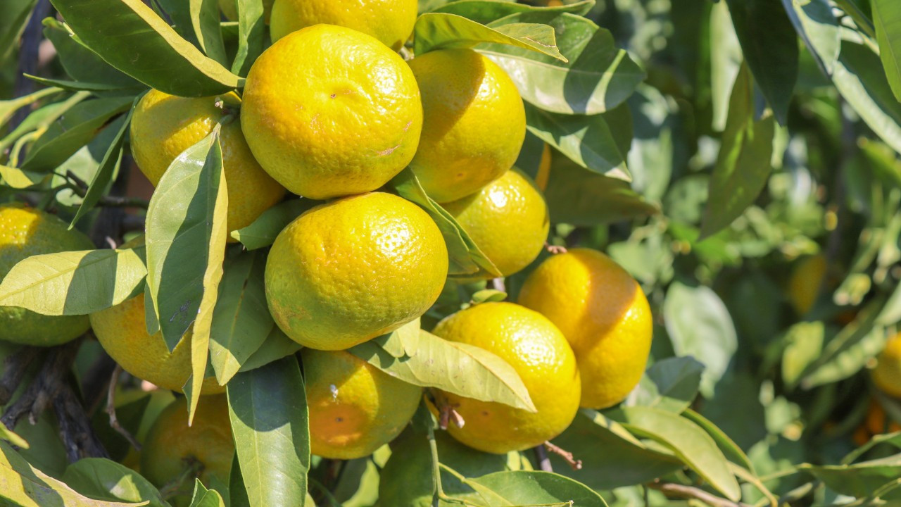 Satsuma mandalinanın ihracat yolculuğu 17 Ekim’de başlıyor Satsuma mandalinanın ihracat yolculuğu 17 Ekim’de başlıyor