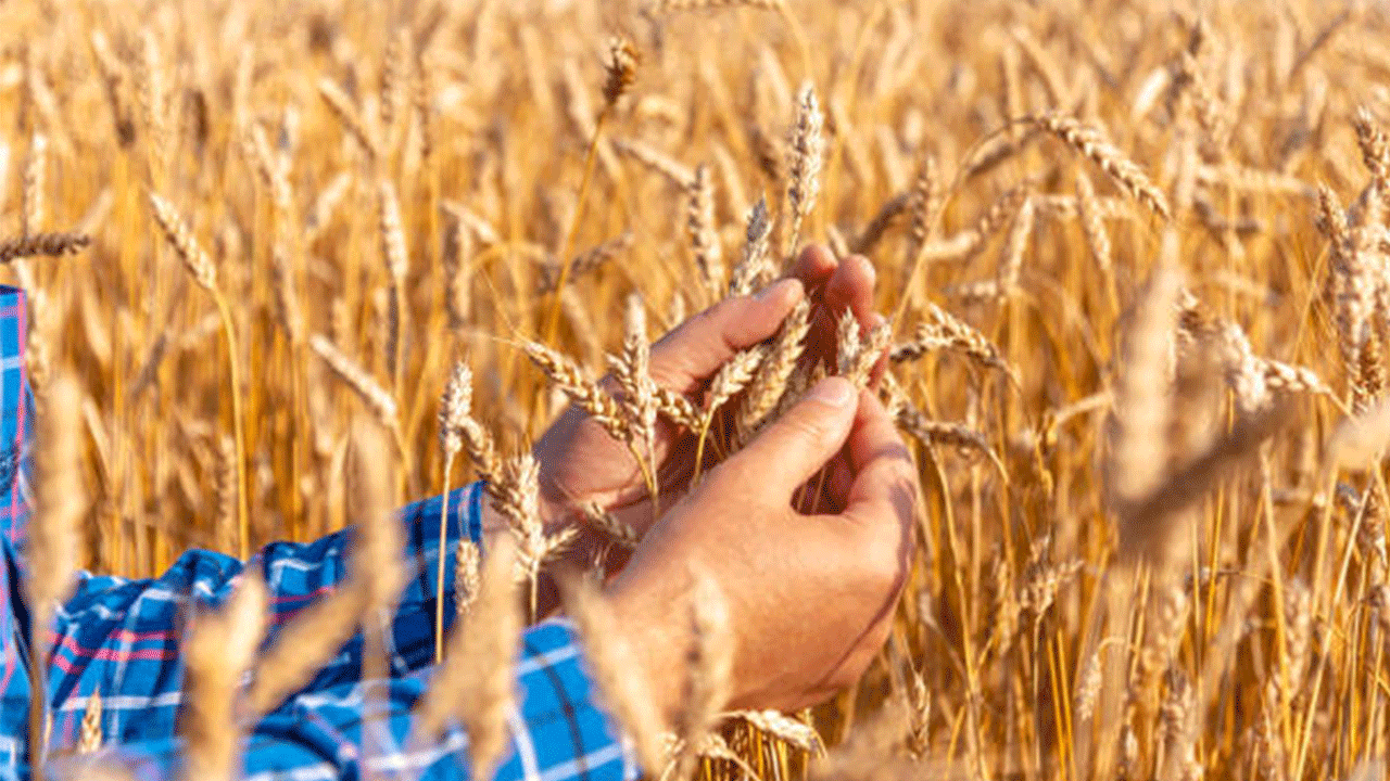 Sübvansiyonlu tarım kredilerinde eski faiz desteği geri geldi Sübvansiyonlu tarım kredilerinde eski faiz desteği geri geldi