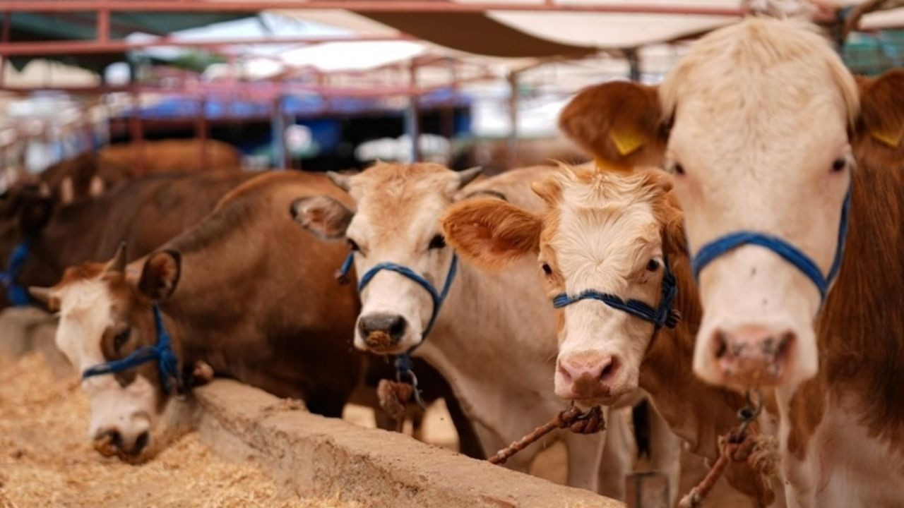 TÜSEDAD’dan sübvansiyonlu kredilerdeki değişikliğe tepki: Çiftçiler mağdur olmuştur TÜSEDAD’dan sübvansiyonlu kredilerdeki değişikliğe tepki: Çiftçiler mağdur olmuştur