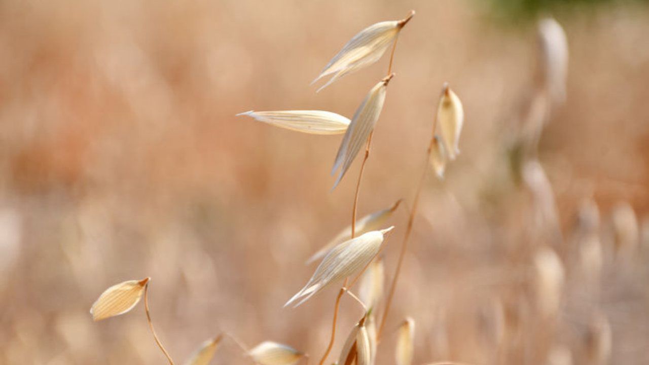 TİGEM 450 ton yulaf alacak