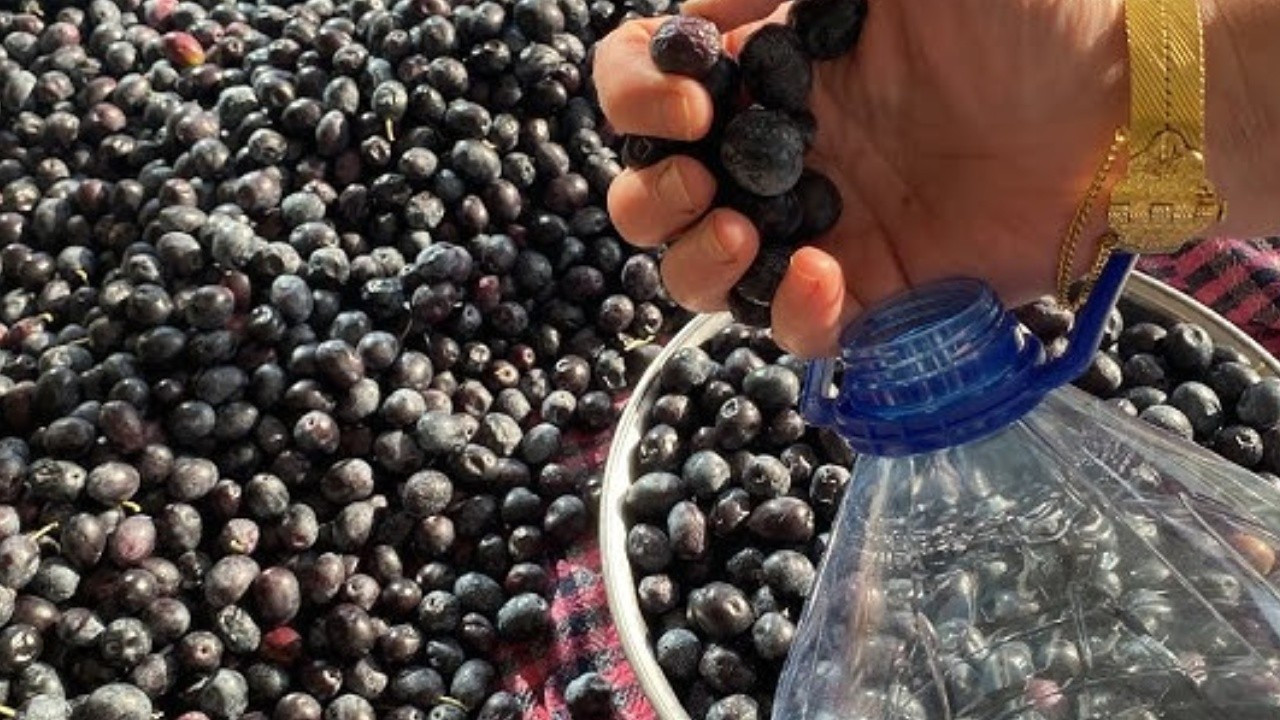 2025 zeytin ve zeytinyağı rekolte tahmini açıklandı 2025 zeytin ve zeytinyağı rekolte tahmini açıklandı