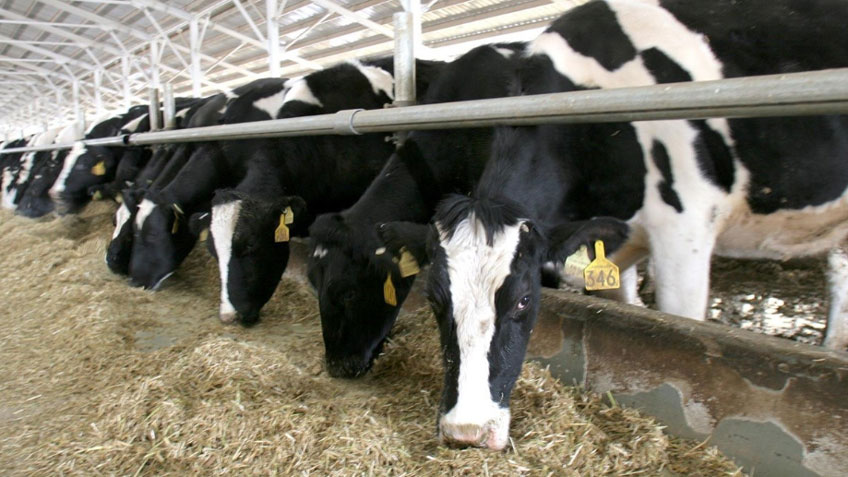 Hayvancılık desteklerine düzenleme Hayvancılık desteklerine düzenleme