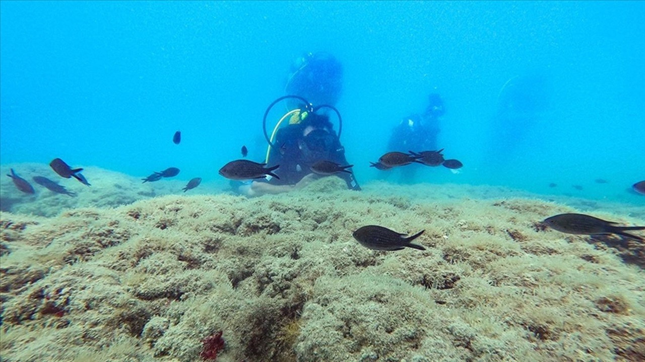 Deniz seviyesindeki değişimler erken dönem canlı çeşitliliğinde etkili Deniz seviyesindeki değişimler erken dönem canlı çeşitliliğinde etkili
