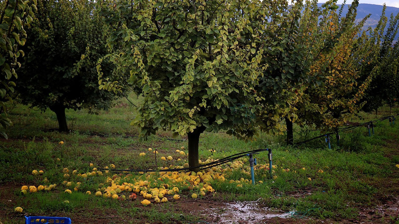 Zirai don ayvayı vurdu: