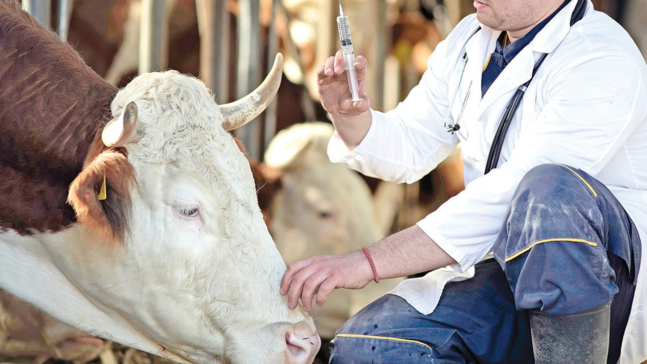 Şap Salgını Kontrol Altına Alındı