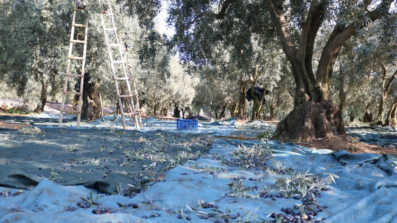 Marmarabirlik, 2025-2026 Zeytin Alım Fiyatlarını Açıkladı