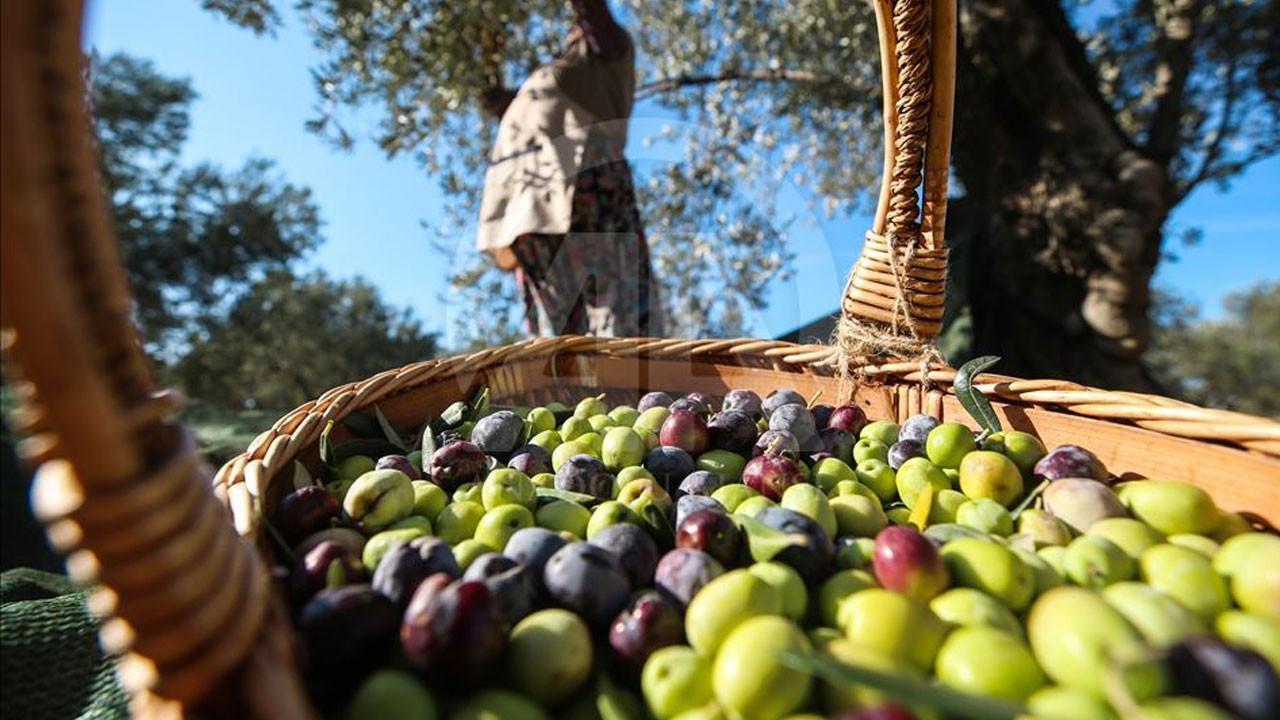 Zeytinde Tavan Fiyat Belirlendi ve Uygulama Başladı